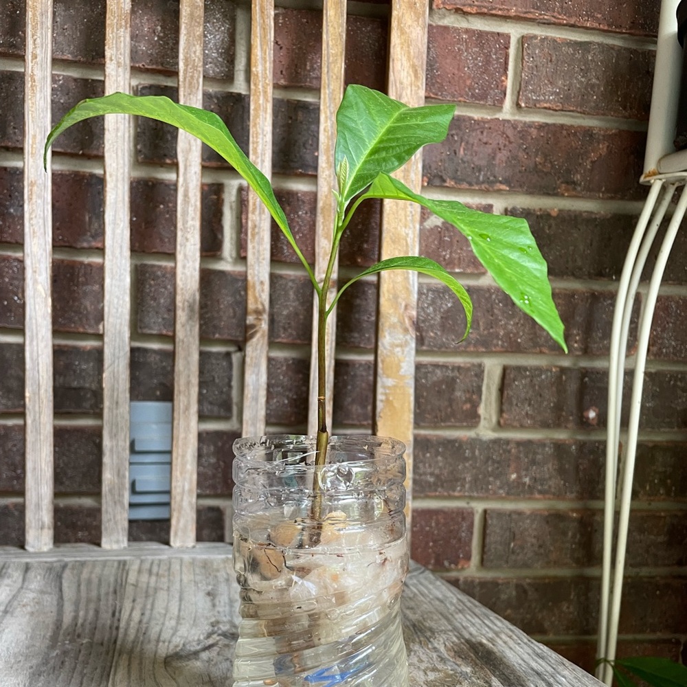 Avocado plant 🌱